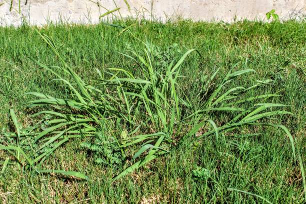 Why you should treat Crabgrass before it gets out of hand: A Canadian perspective
